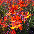 Crocosmia Bulbs 5-Pack Mix Yellow Red Orange Summer Flowering Pollinator Friendly Live Plant or Bulb