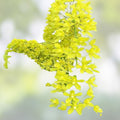 Grammatophyllum scriptum Citrinum Lemon Green Orchid Bulb Live Plant Fragrant Flowering Orchid Cutting