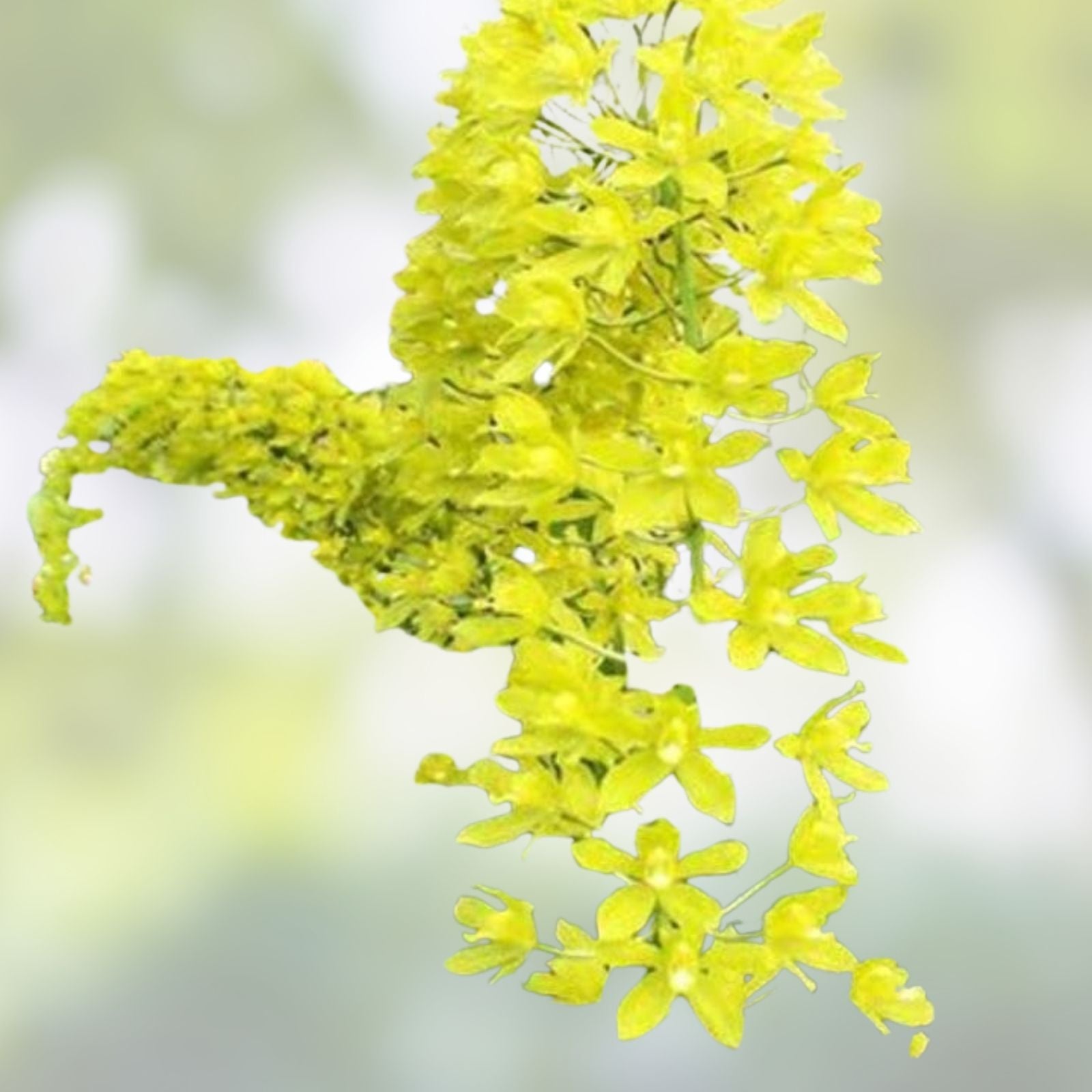 Grammatophyllum scriptum Citrinum Lemon Green Orchid Bulb Live Plant Fragrant Flowering Orchid Cutting
