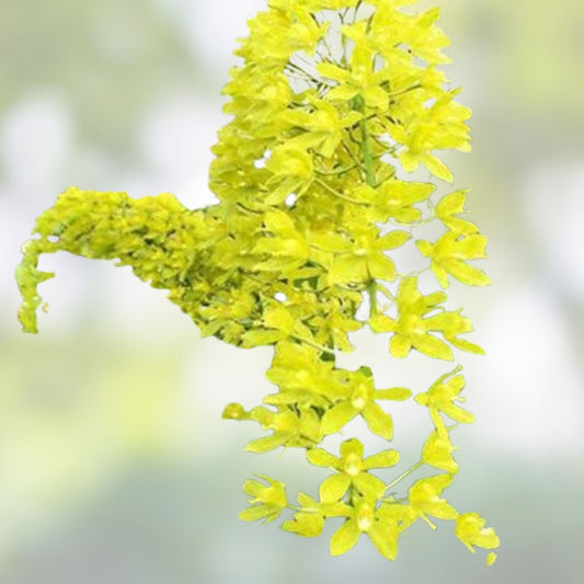 Grammatophyllum scriptum Citrinum Lemon Green Orchid Bulb Live Plant Fragrant Flowering Orchid Cutting