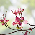 Flowering Dogwood Tree Set of 2 Bare Root Cornus florida 12-18 inches for Zones 5-9, Live Starter Plants, Ornamental Tree