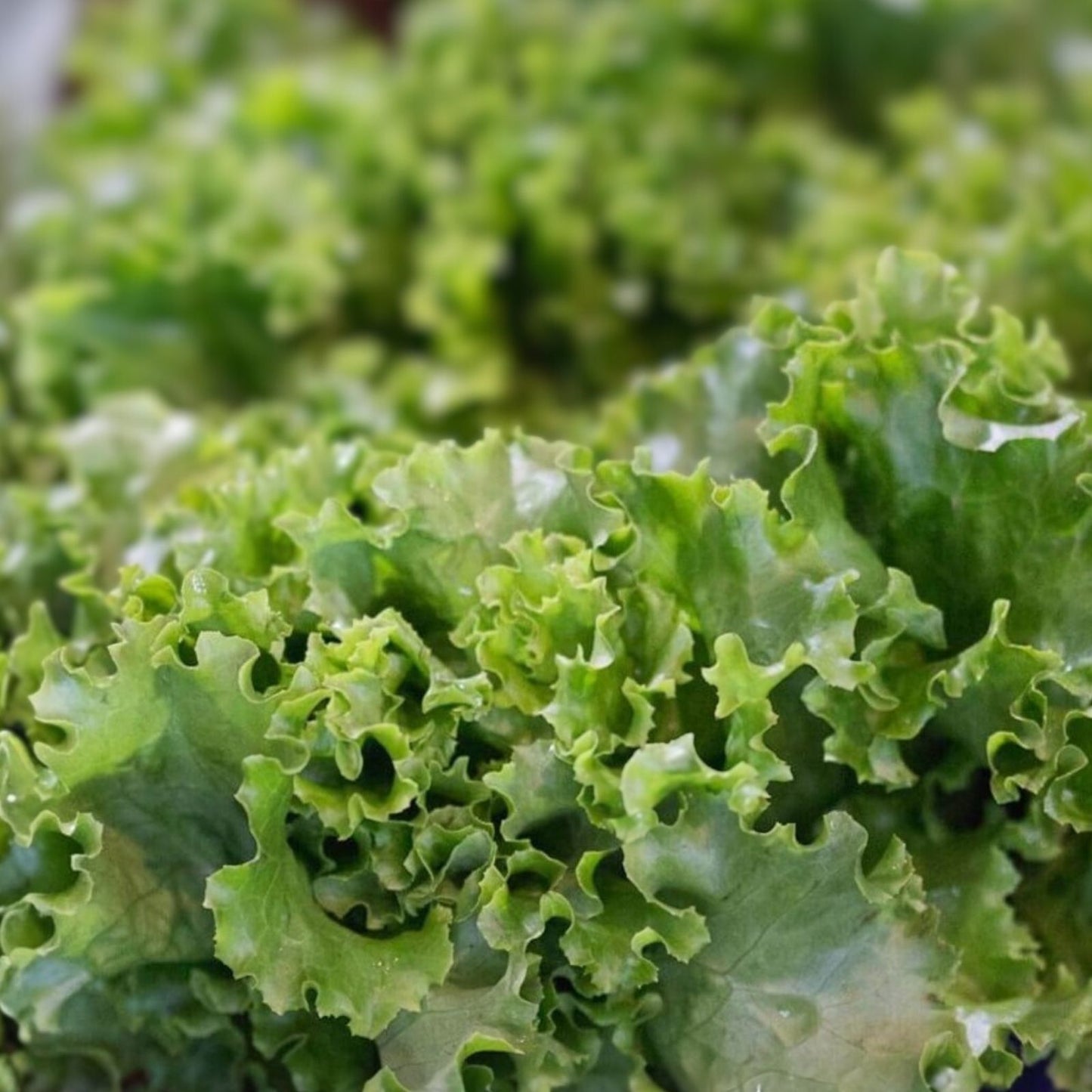 Lettuce Seeds Heirloom Grand Rapids Leaf Non-GMO 50+ Starter Plant for Home Garden Lactuca sativa