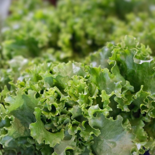 Lettuce Seeds Heirloom Grand Rapids Leaf Non-GMO 50+ Starter Plant for Home Garden Lactuca sativa