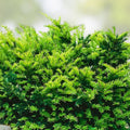Yew Cuttings Set of 12, Taxus x media, Evergreen Shrubs for Hedges, Live Plant, Landscape, Bare Root, Houseplant, Starter Plant