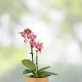 Orchid Plants Mix Box – 5 Bulbs, Cuttings, Seedlings – Live Orchid Houseplants, Garden, Orchidaceae