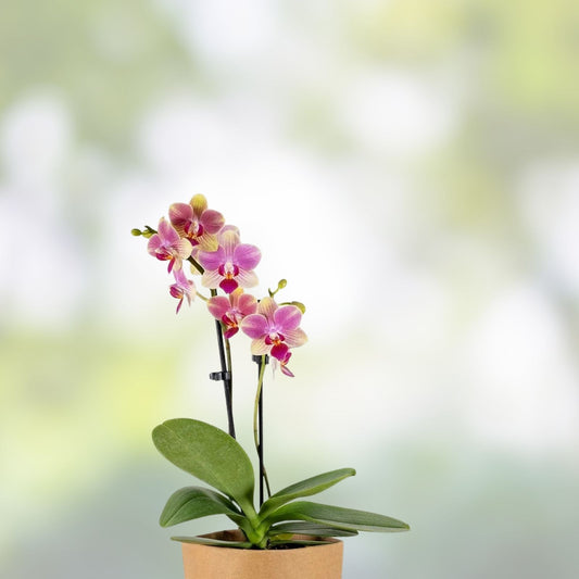 Orchid Plants Mix Box – 5 Bulbs, Cuttings, Seedlings – Live Orchid Houseplants, Garden, Orchidaceae
