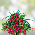 Dragon Fruit Cutting Neon Variety Hylocereus setaceus Edible Cactus Plant for Gardening Landscaping
