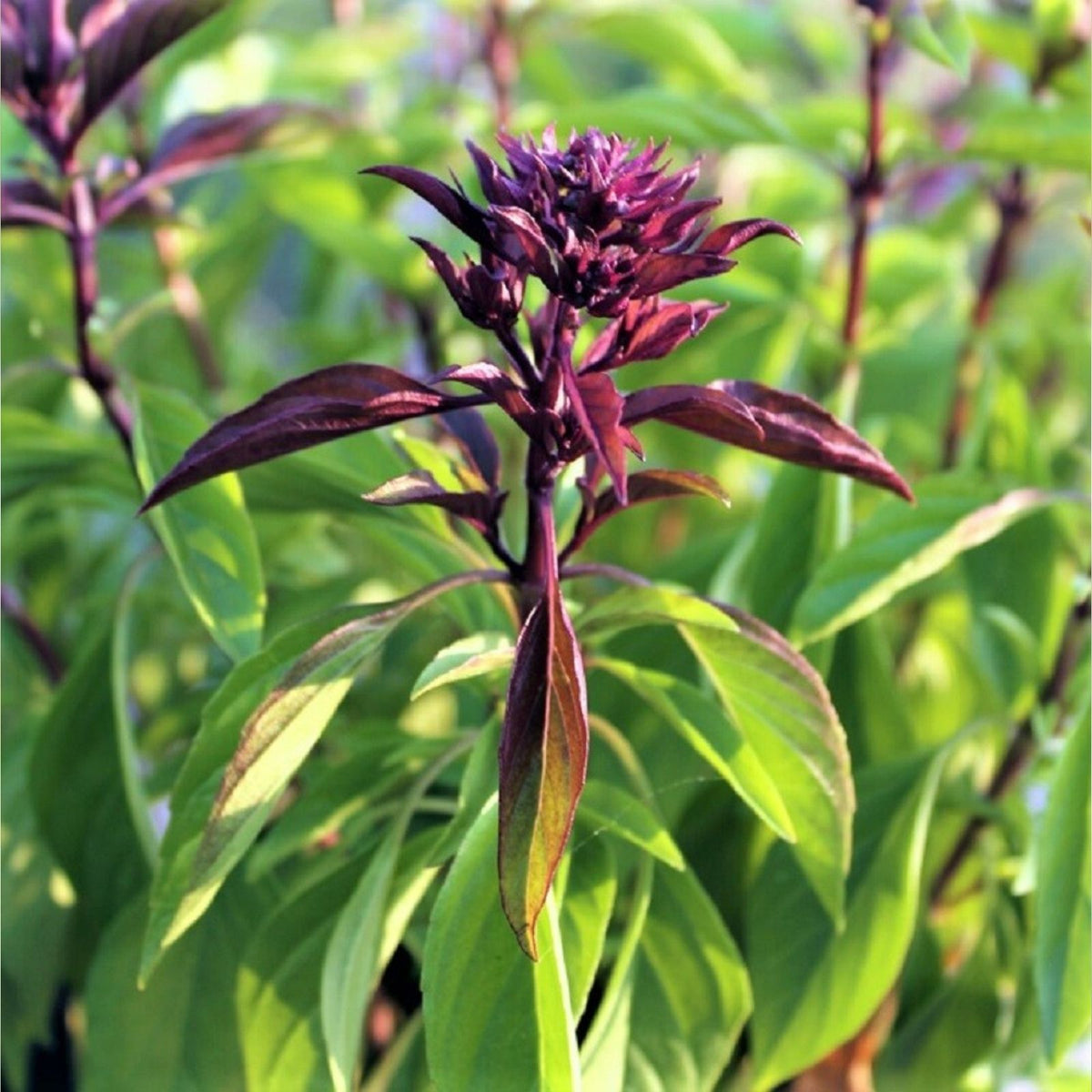Thai Basil Seeds 25 Pack – Sweet Flavor Herb – Ocimum basilicum var. thyrsiflora – Culinary Herb for Cooking & Gardening
