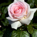 Rose Cuttings 3 Pack – Unrooted Rosa 'Francis Meilland' Garden Flower Starter Plants 6” Long