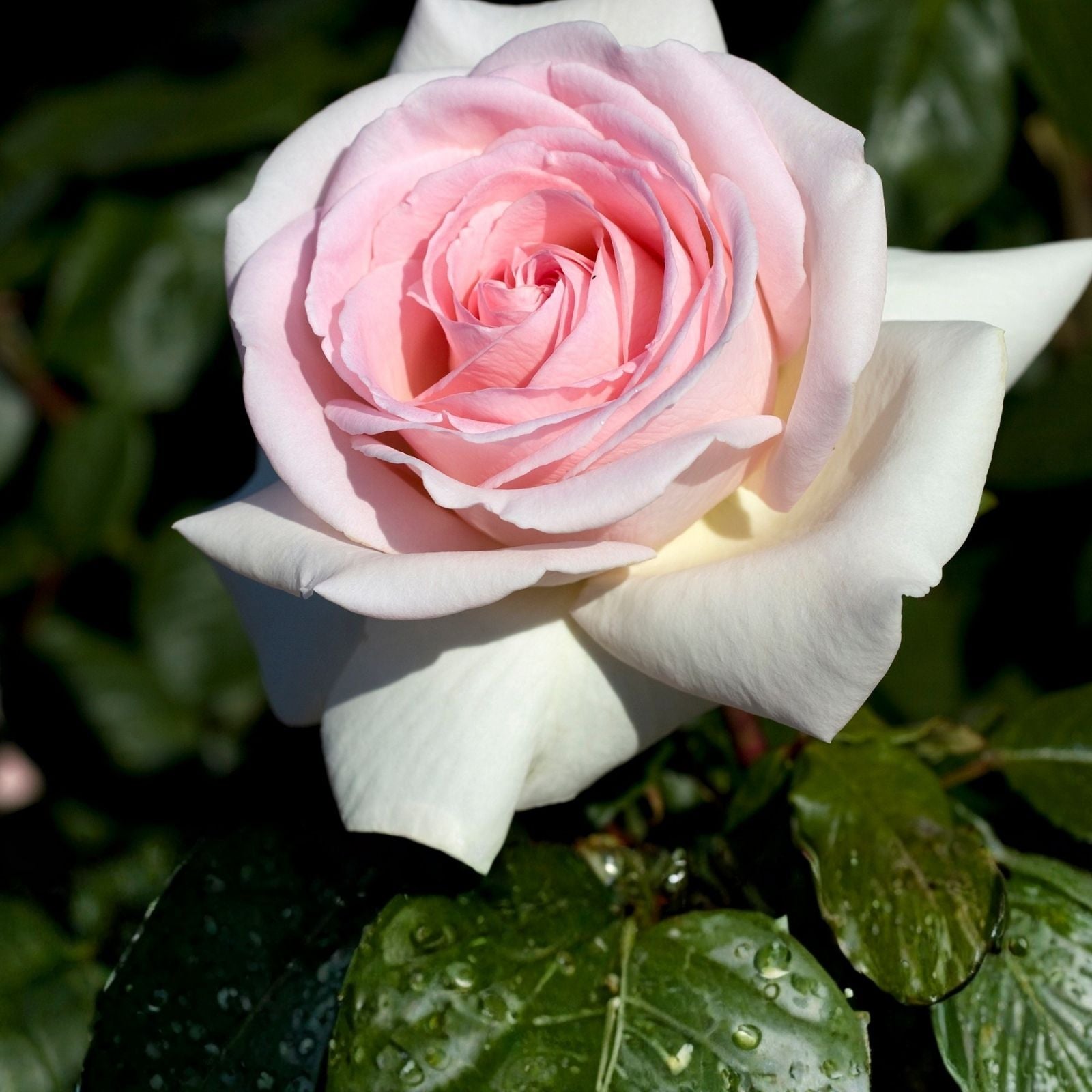 Rose Cuttings 3 Pack – Unrooted Rosa 'Francis Meilland' Garden Flower Starter Plants 6” Long