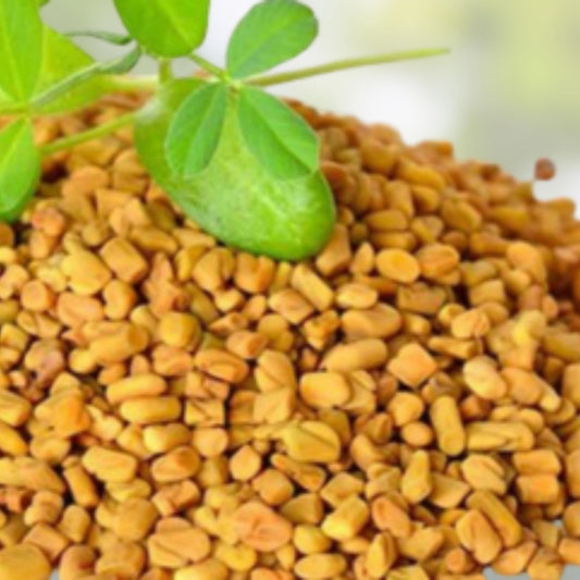 Organic Fenugreek Seeds 16 oz Culinary Herb Trigonella foenum-graecum Raw Whole Plant Spice