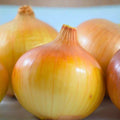 Spanish Yellow Onion Seeds Allium cepa Organic Heirloom Sweet Flavor 25+ Starter Plants Gardening