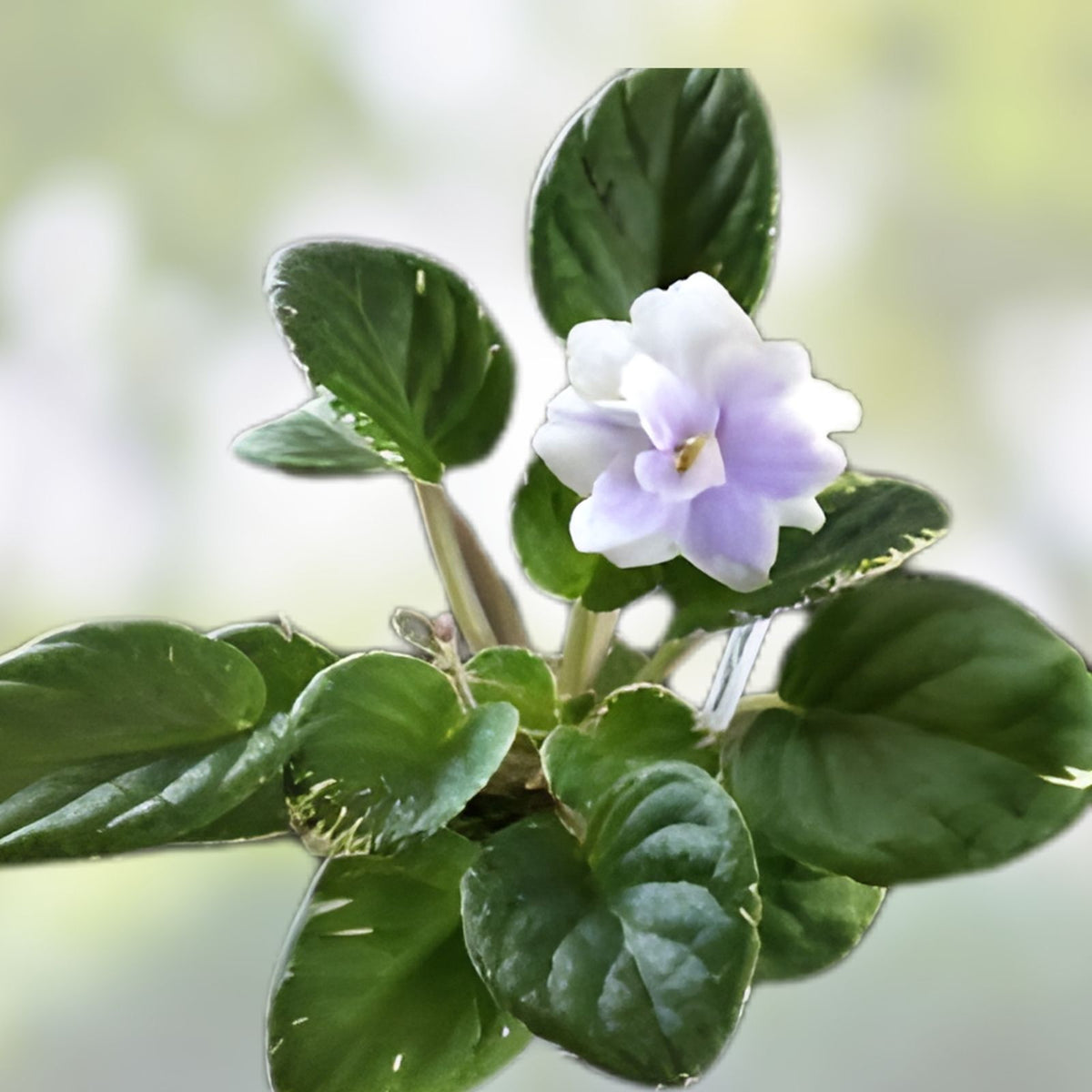 African Violet Leaves 2 Pack Hunter's Blue Saintpaulia ionantha Live Plant Cuttings for Propagation