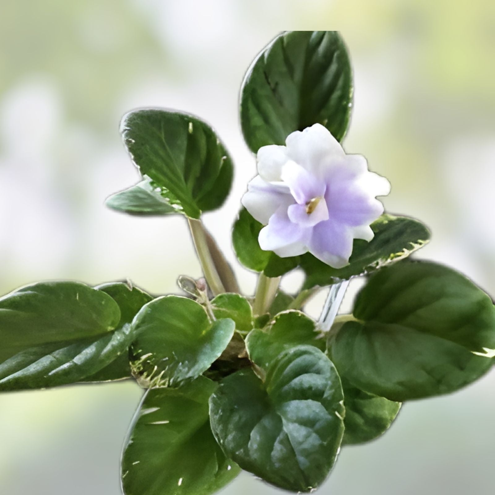 African Violet Leaves 2 Pack Hunter's Blue Saintpaulia ionantha Live Plant Cuttings for Propagation