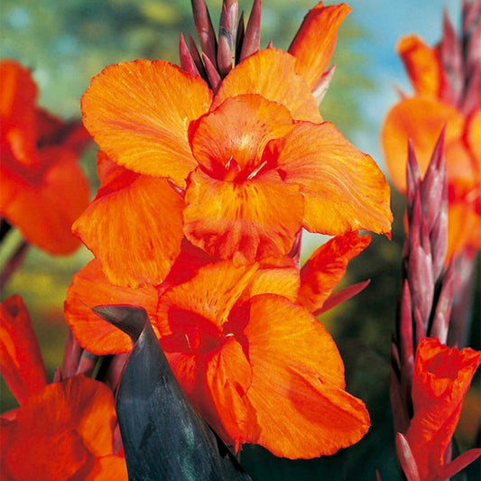 Orange Canna Lily Plant - Tropical Perennial Flower - Canna indica - Garden Bulb, Live Ornamental Flower, Easy to Grow
