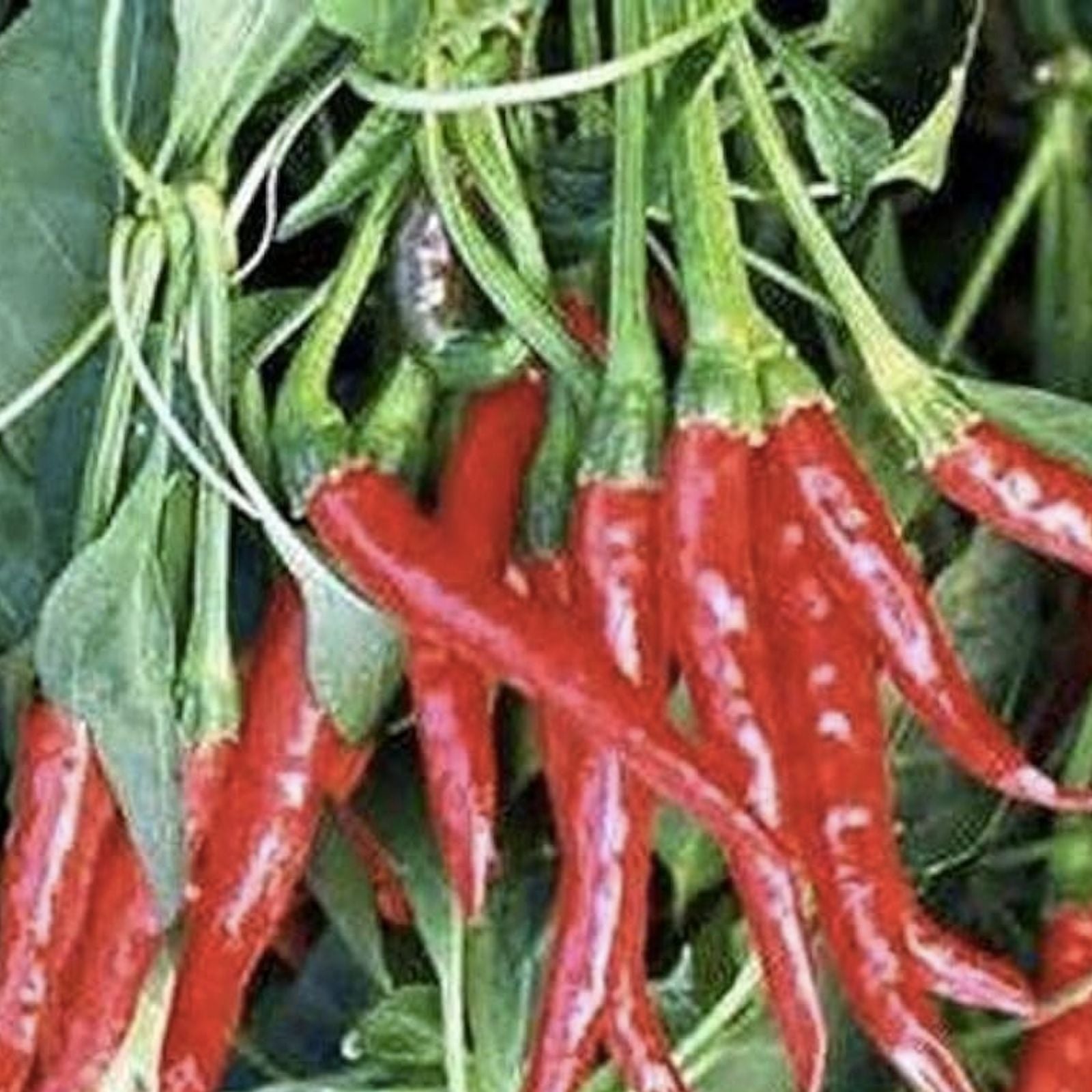 Red Hot Thai Pepper Seeds 100 Count, Capsicum annuum, Hot Chili Pepper for Cooking, Spicy Pepper Seeds, Non-GMO
