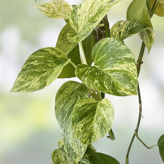 Marble Queen Pothos Cutting Live Plant Epipremnum aureum Houseplant Propagation Bare Root Starter