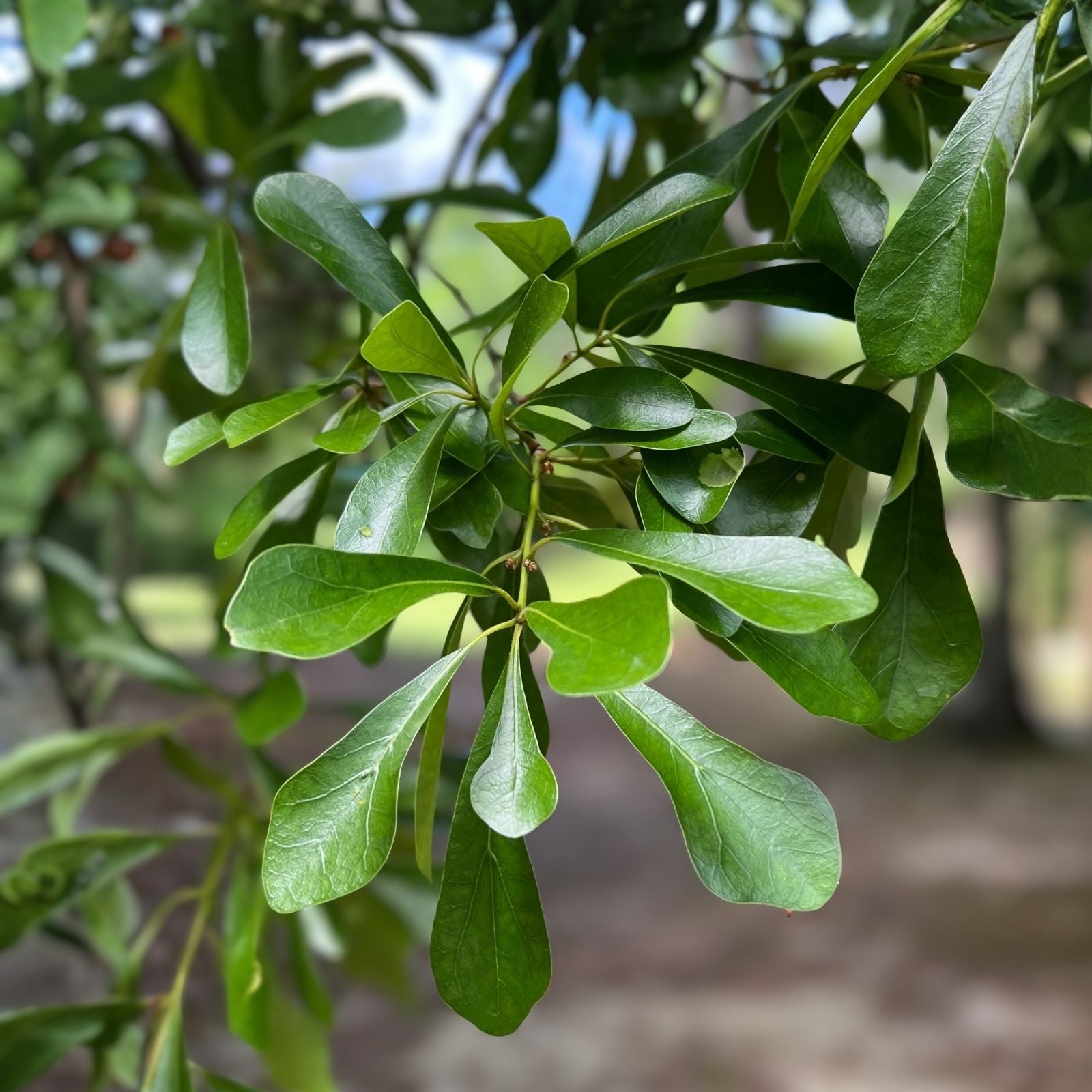 Water Oak Seedlings 10-Pack, Quercus nigra, 6-12" Tall, Live Tree Plants for Landscaping, Wildlife Habitat, Bare Root Starter Plants