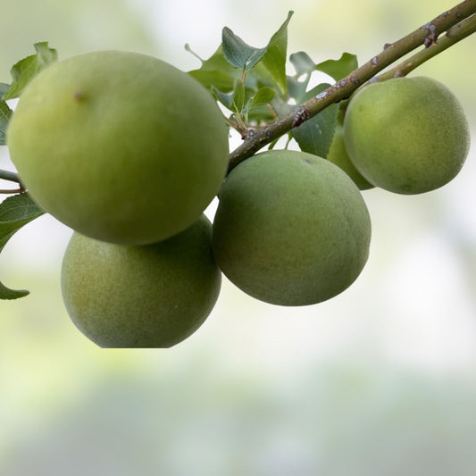 Japanese Ume Plum Tree Cuttings Prunus Mume Edible Fruit Plant Bonsai Garden Starter Live Plant