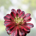 Rare Aeonium Mardi Gras Succulent Cutting – 3-4" Variegated Live Plant, Colorful Foliage, Unrooted Houseplant Gift, Succulent Plant, Fast Shipping