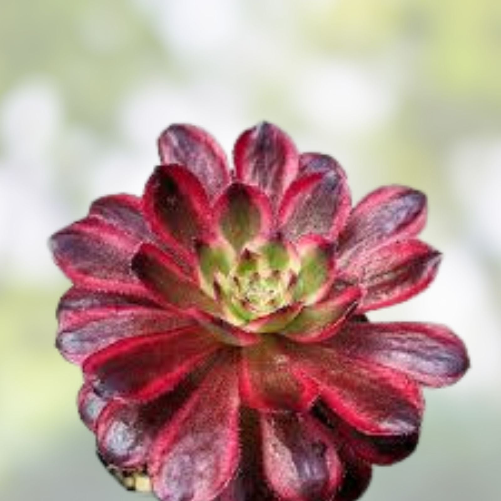 Rare Aeonium Mardi Gras Succulent Cutting – 3-4" Variegated Live Plant, Colorful Foliage, Unrooted Houseplant Gift, Succulent Plant, Fast Shipping