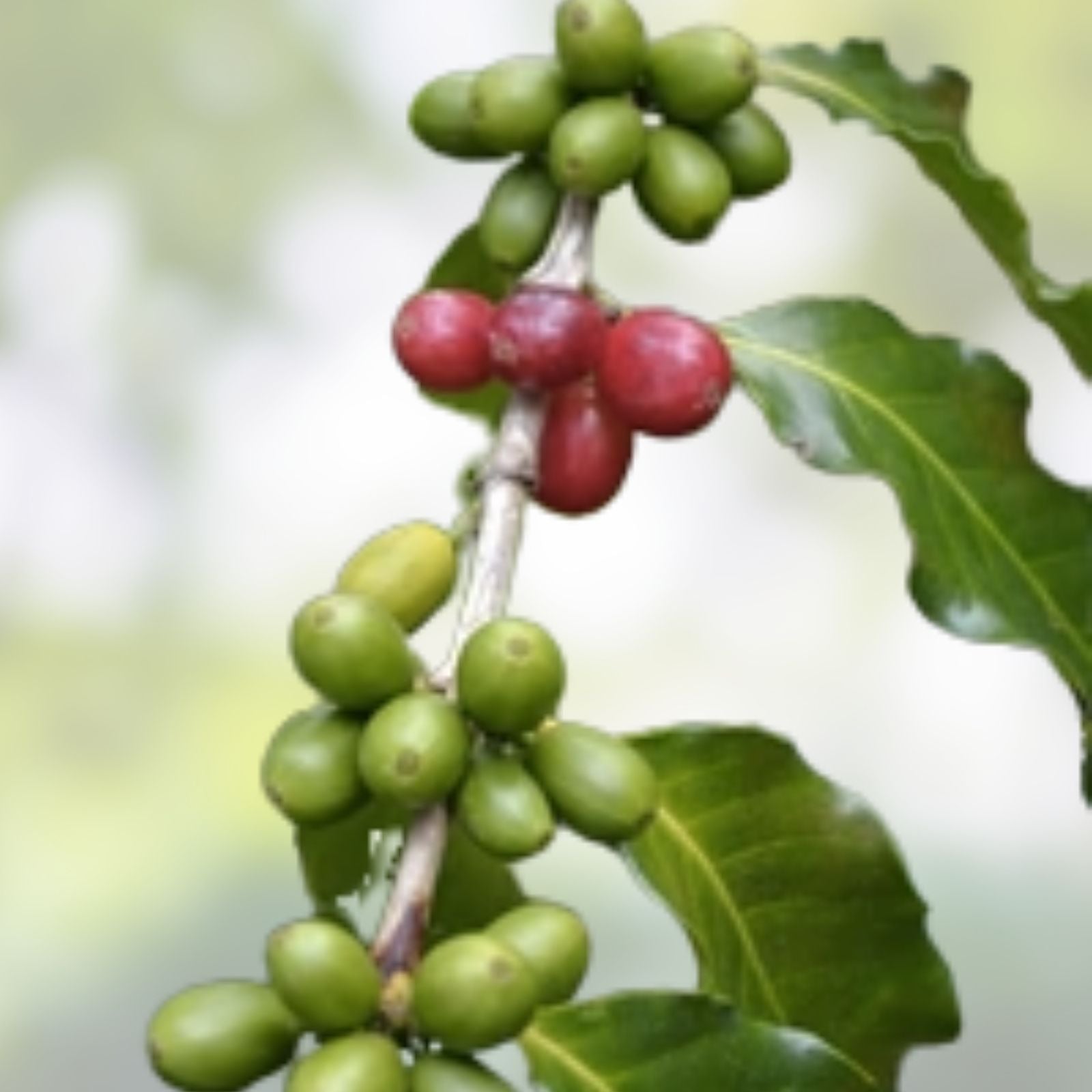 Dwarf Arabica Coffee Plant Seeds 10 Pack | Coffea catura Indoor Coffee Tree Starter Plants | Live Coffee Plant Seeds for Home Gardening