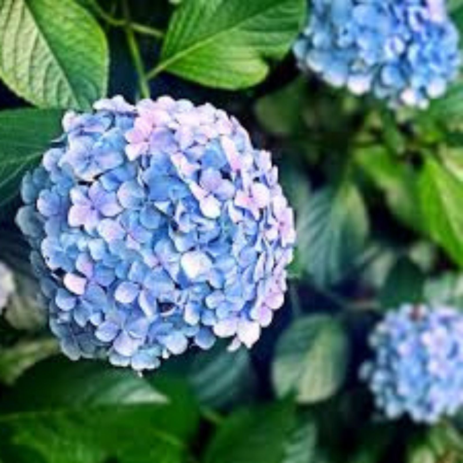 Penny Mac Hydrangea Live Plant 6 Inch Bare Root Reblooming Shade Hardy Hydrangea macrophylla Zones 5-9