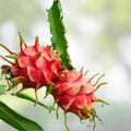Red Dragon Fruit Cutting Hylocereus undatus 'Condor' Live Plant Starter 9-14 Inches