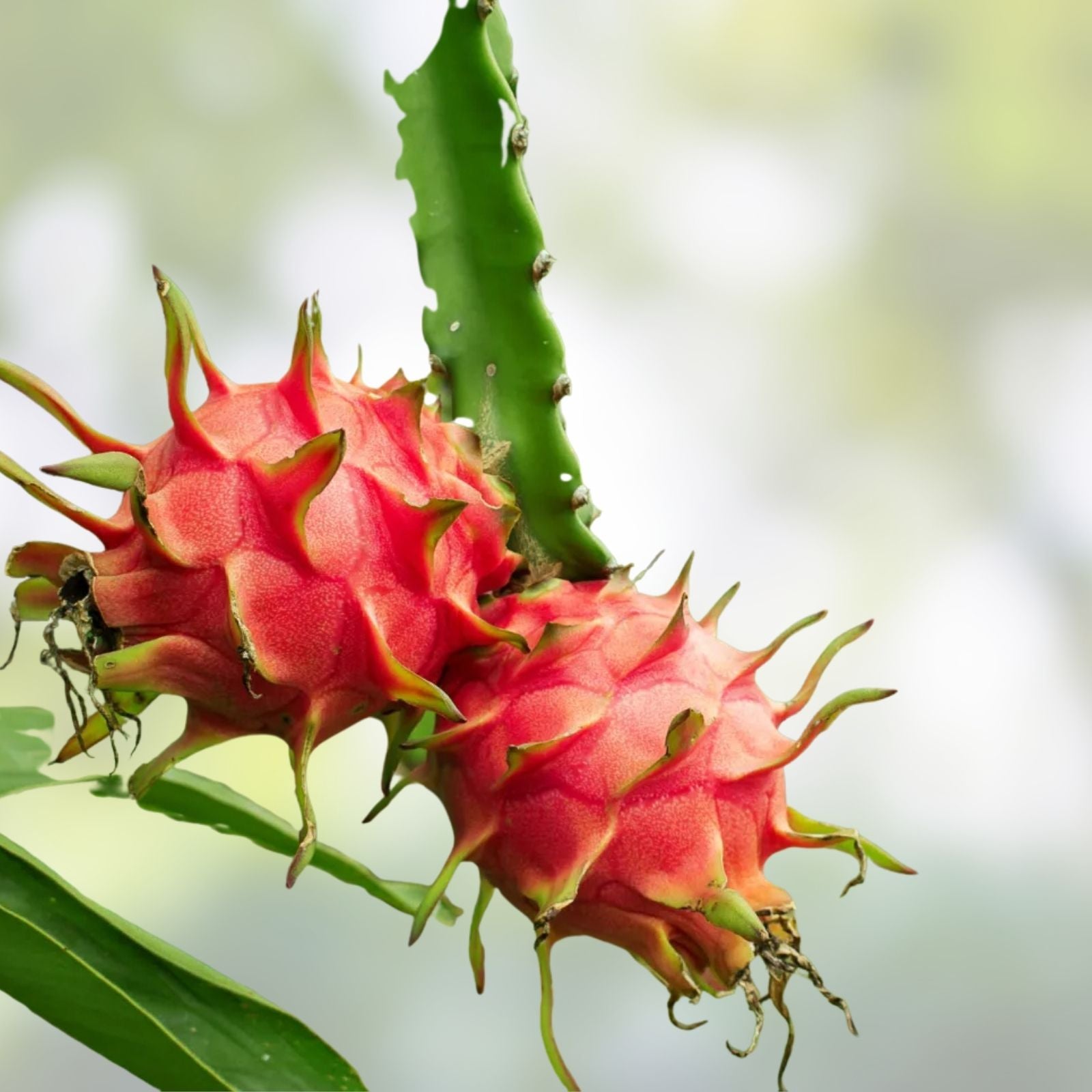 Red Dragon Fruit Cutting Hylocereus undatus 'Condor' Live Plant Starter 9-14 Inches