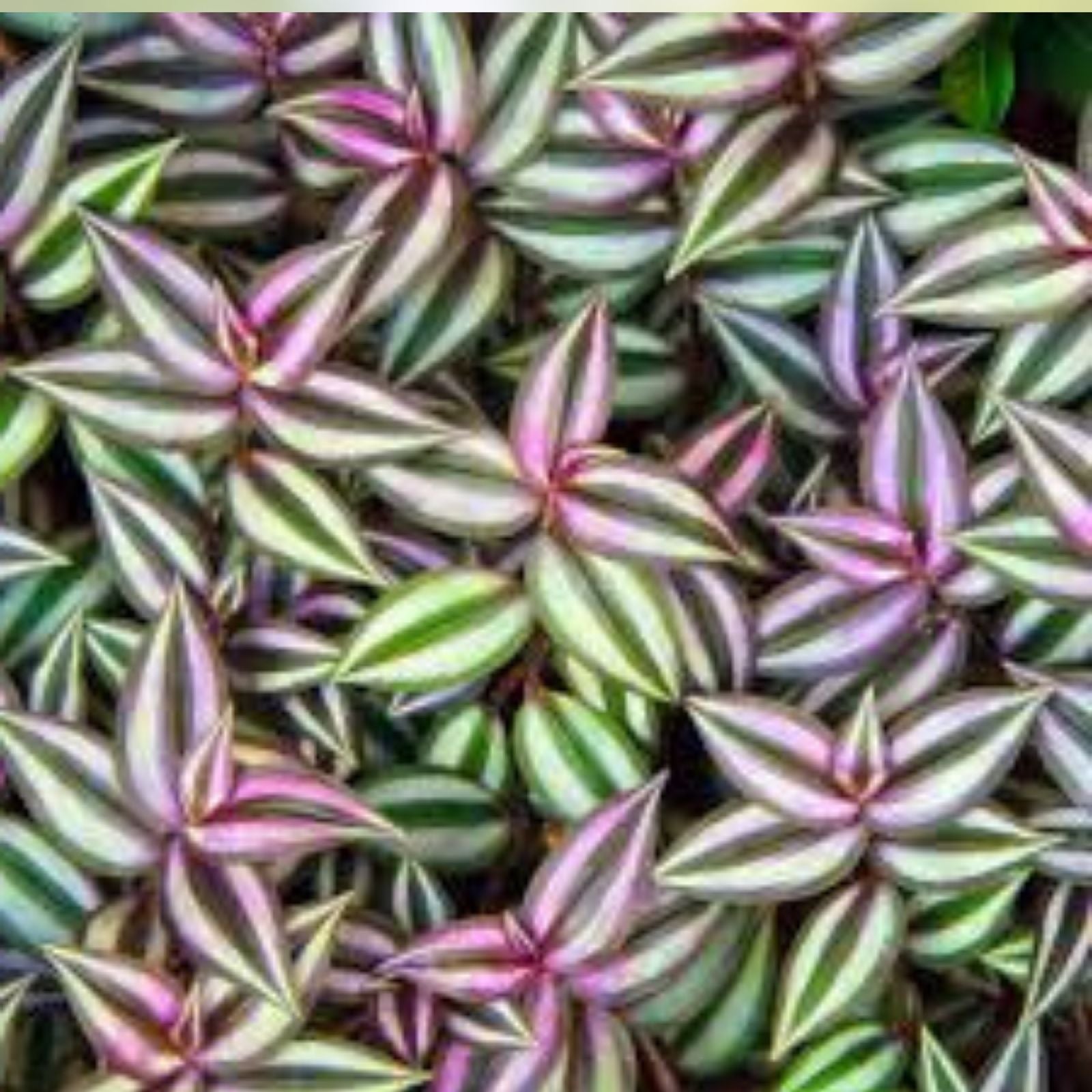 Tradescantia Zebrina Cuttings 10+ Pieces | Wandering Jew Plant | Easy Care Houseplant | Fast Shipping | Green and Purple Variegated