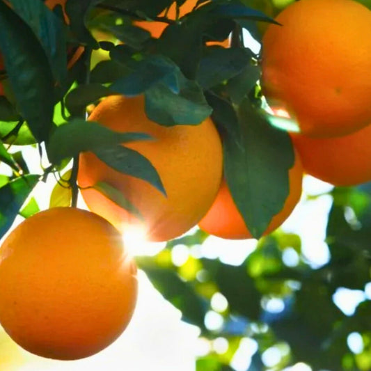 Orange Fruit Tree Scions Cuttings 6-8 Inches for Grafting Citrus sinensis Live Plant Starter