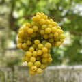 Cotton Candy Grape Cuttings Vitis vinifera Live Plant Grafting Rooting Starter Plant