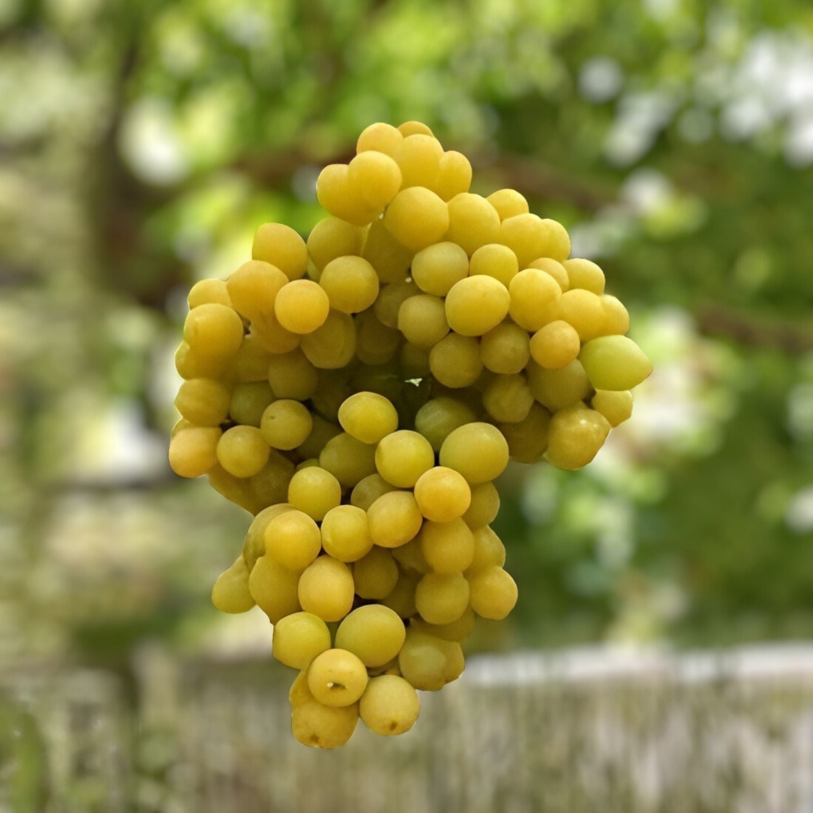 Cotton Candy Grape Cuttings Vitis vinifera Live Plant Grafting Rooting Starter Plant