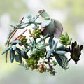 50 Assorted Succulent Cuttings Live Starter Plants for DIY Arrangements Garden Houseplant Unrooted