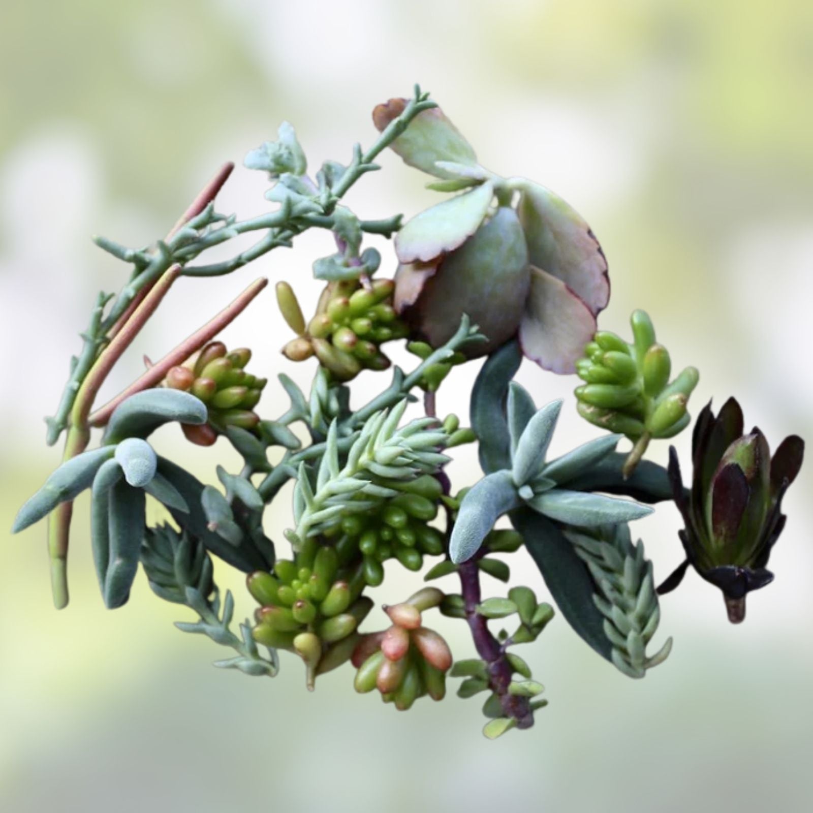 50 Assorted Succulent Cuttings Live Starter Plants for DIY Arrangements Garden Houseplant Unrooted