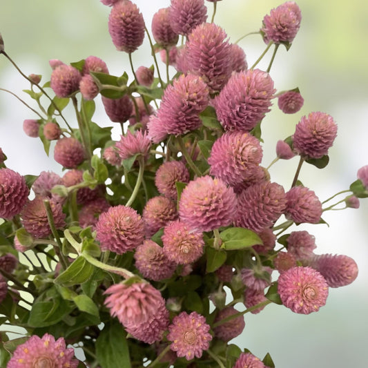 Gomphrena Seeds Raspberry Cream Globe Amaranth Organic Flower Seeds Live Plant Cutting Bare Root Starter for Garden USA Shipping
