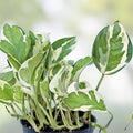 Pothos Cuttings Pearls and Jade Variegated Epipremnum aureum Houseplant Live Plant Indoor Garden