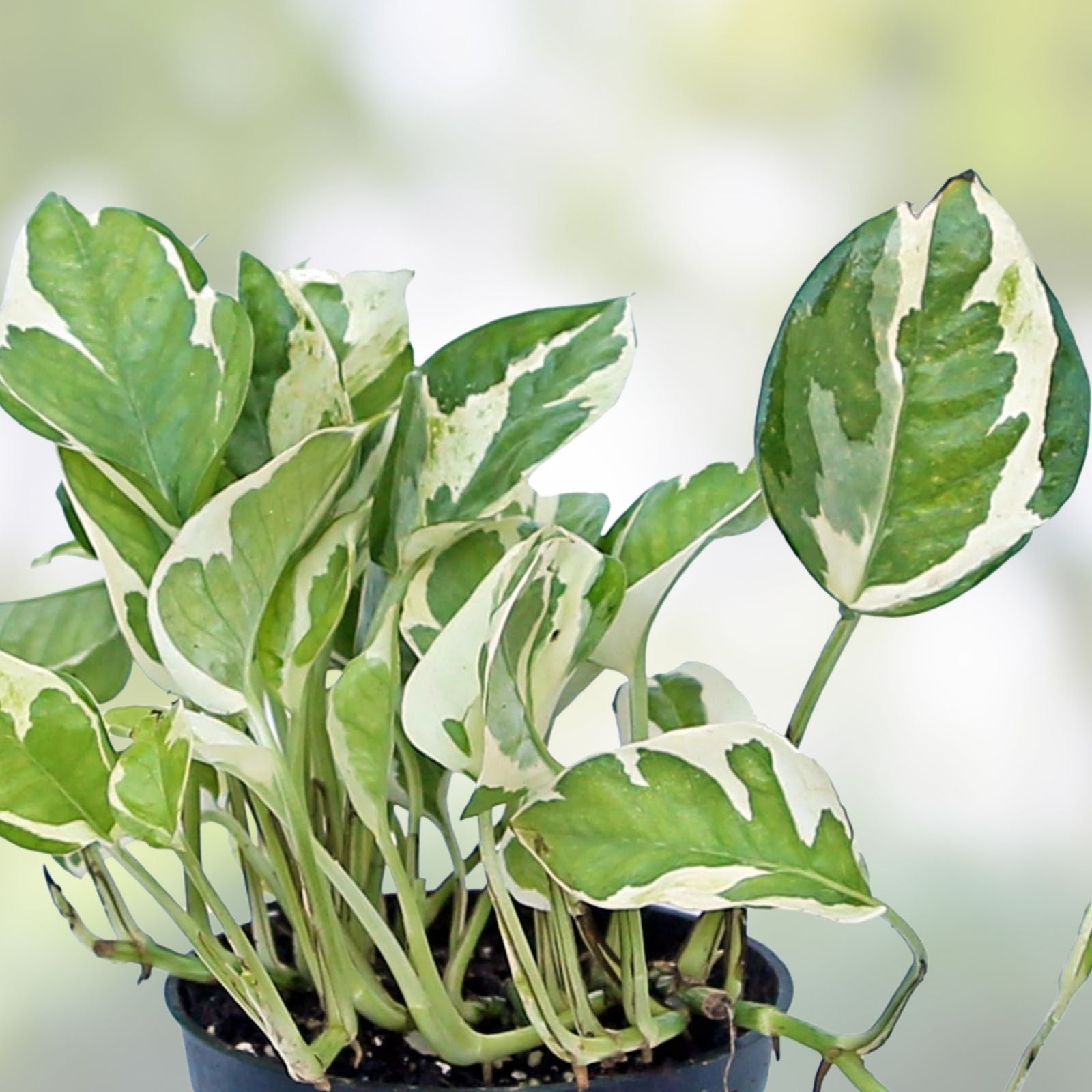 Pothos Cuttings Pearls and Jade Variegated Epipremnum aureum Houseplant Live Plant Indoor Garden