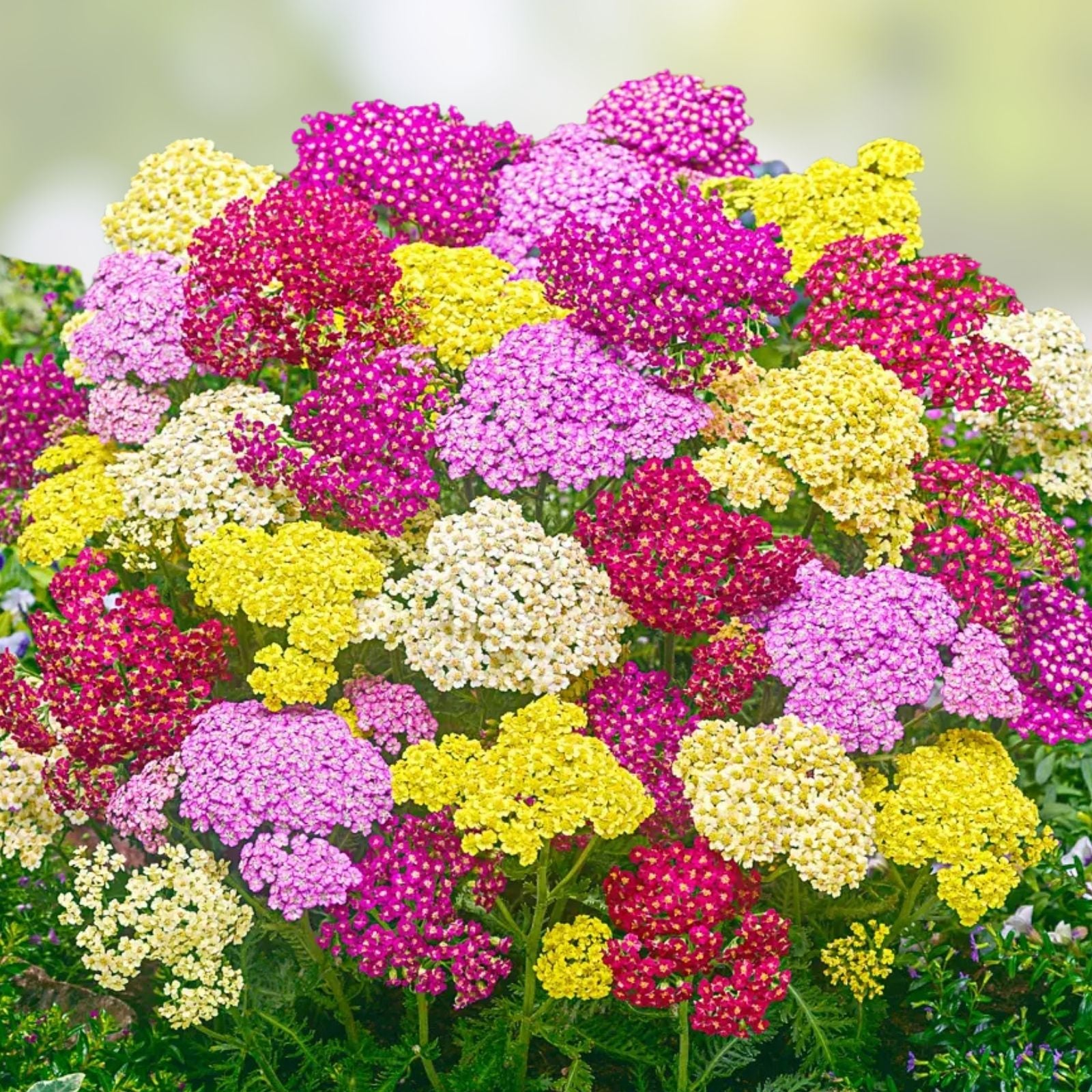 Yarrow Starter Plants Set of 3 | Achillea millefolium Perennial Herb Bare Root | Mixed Colors Houseplant, Live Plant, Cutting