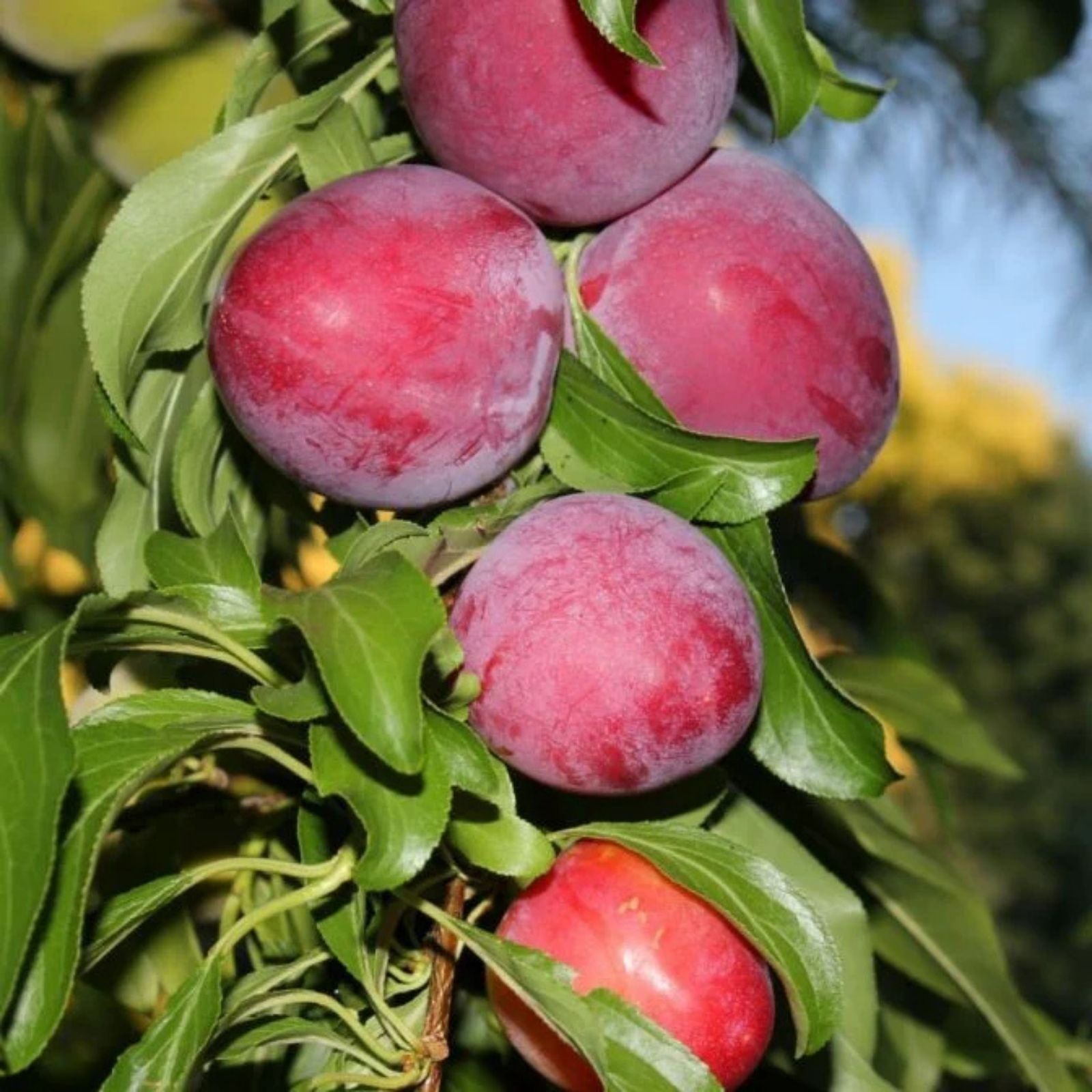 Santa Rosa Plum Tree Cutting, Prunus salicina, Fruit Tree, Live Starter Plant, Bare Root, Garden, Backyard, Fruit Growing