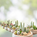 Cactus Cutting #18 Size Unique Succulent for Propagation, Home Decor, and Gardening - Fast Shipping