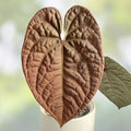 Anthurium Plant Red Crystallinum X Crystallinum Live Houseplant Indoor Starter Plant Free Shipping