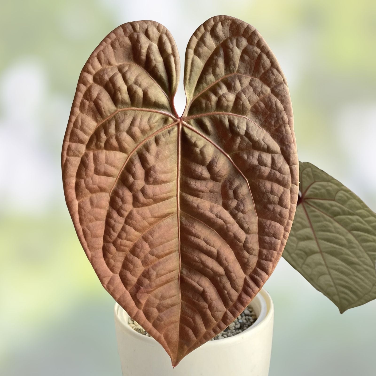 Anthurium Plant Red Crystallinum X Crystallinum Live Houseplant Indoor Starter Plant Free Shipping