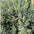 Organic Rosemary Herb Plant Cuttings - Rosmarinus officinalis, Live Culinary Herb, 10-inch Starter Plant, Fast Shipping