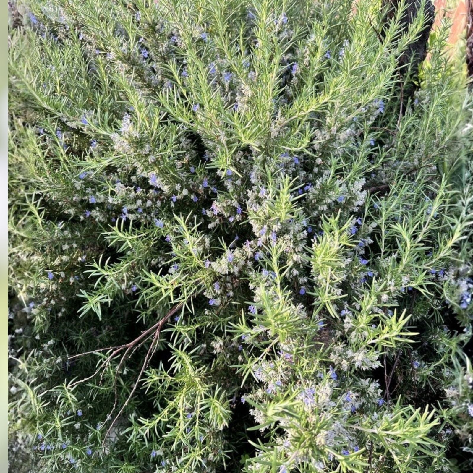 Organic Rosemary Herb Plant Cuttings - Rosmarinus officinalis, Live Culinary Herb, 10-inch Starter Plant, Fast Shipping