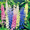 Delphinium Seeds 500 Count Giant Imperial Mix Flower Seeds, Striking Mixed Colors, Live Plant, Cutting, Bare Root, Starter Plant