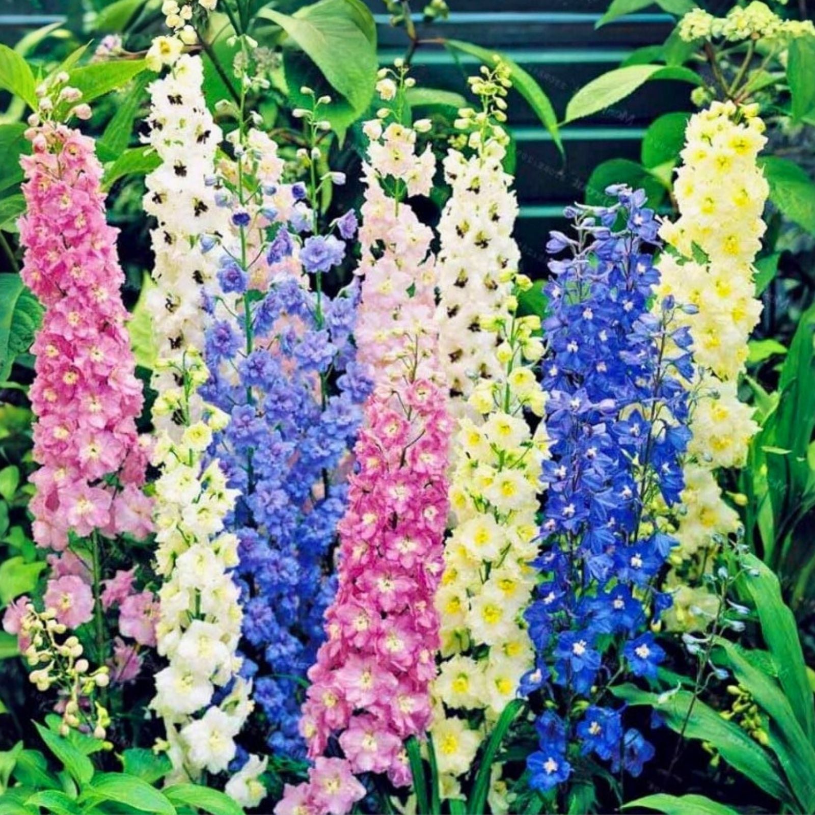 Delphinium Seeds 500 Count Giant Imperial Mix Flower Seeds, Striking Mixed Colors, Live Plant, Cutting, Bare Root, Starter Plant