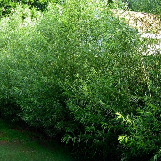 Hybrid Aussie Willow Tree Live Plant, Ornamental Salix x 'Aussie', Fast Growing Landscaping Tree