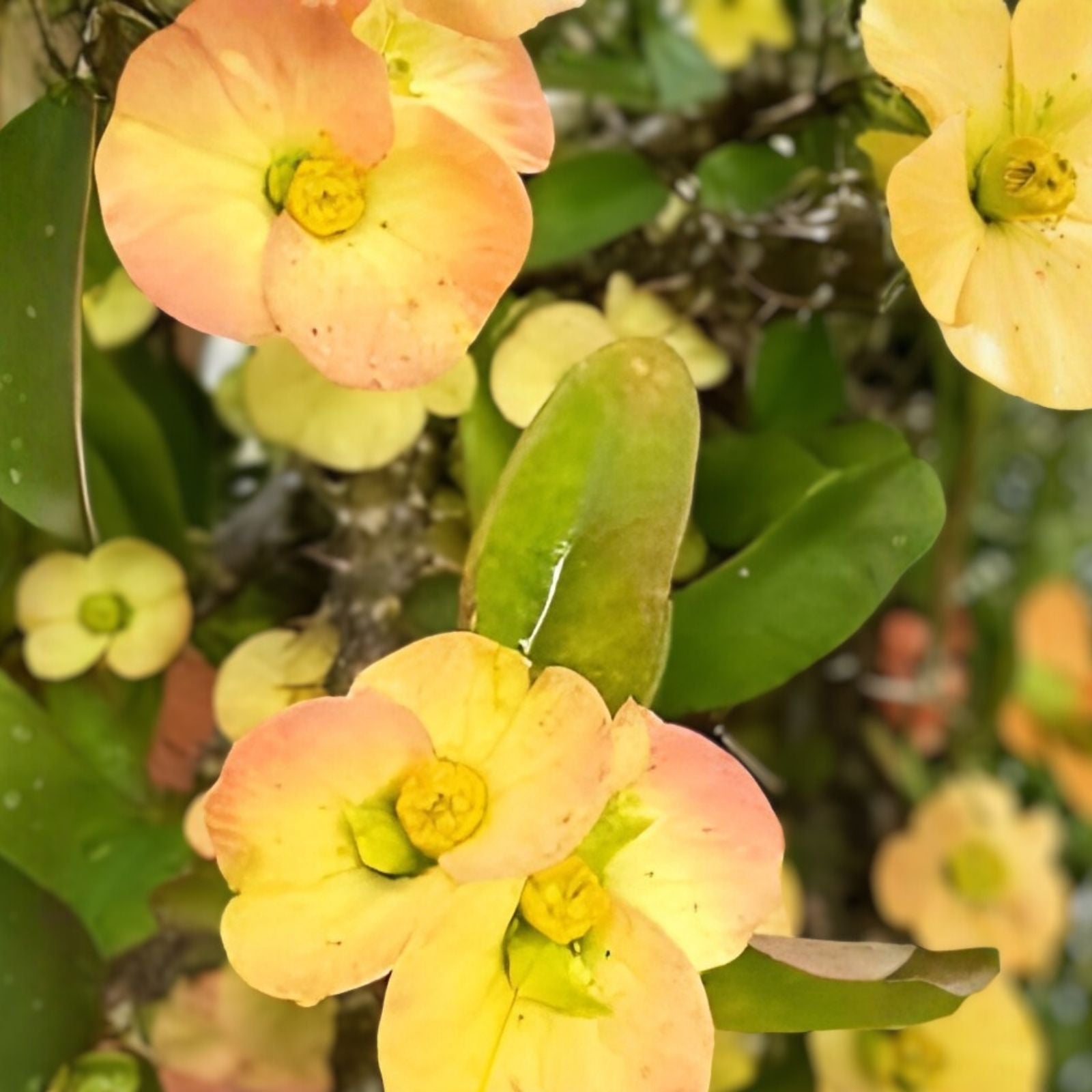 Tiny Yellow Euphorbia milii Succulent Cutting - Drought-Tolerant Indoor Plant, Crown of Thorns Cactus, Bright Yellow Flowers