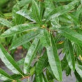 Red Maple Bonsai Tree Seeds 30 Pack - Acer rubrum Live Seeds for Bonsai Cultivation - Made in USA from Iowa